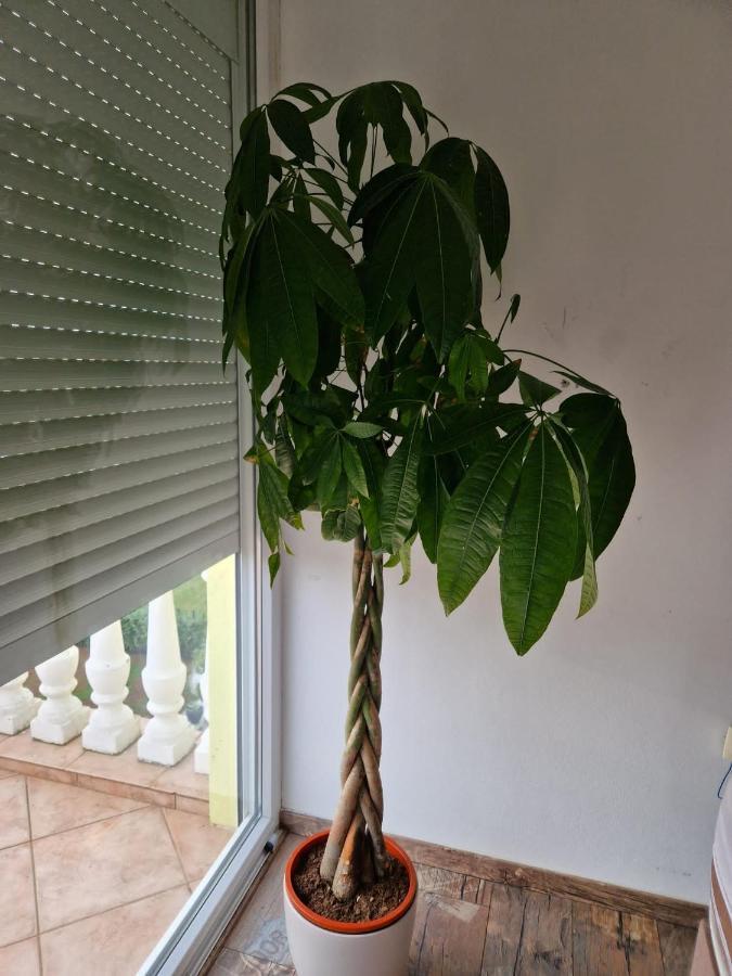 Apartment Vilic Pula Zewnętrze zdjęcie
